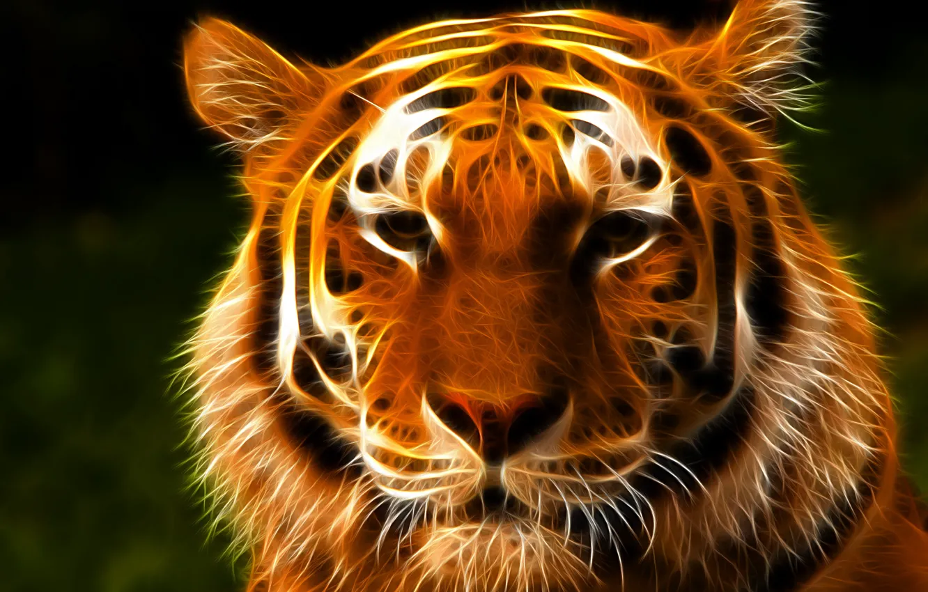 Wallpaper look, face, tiger, 3D graphics images for desktop ...