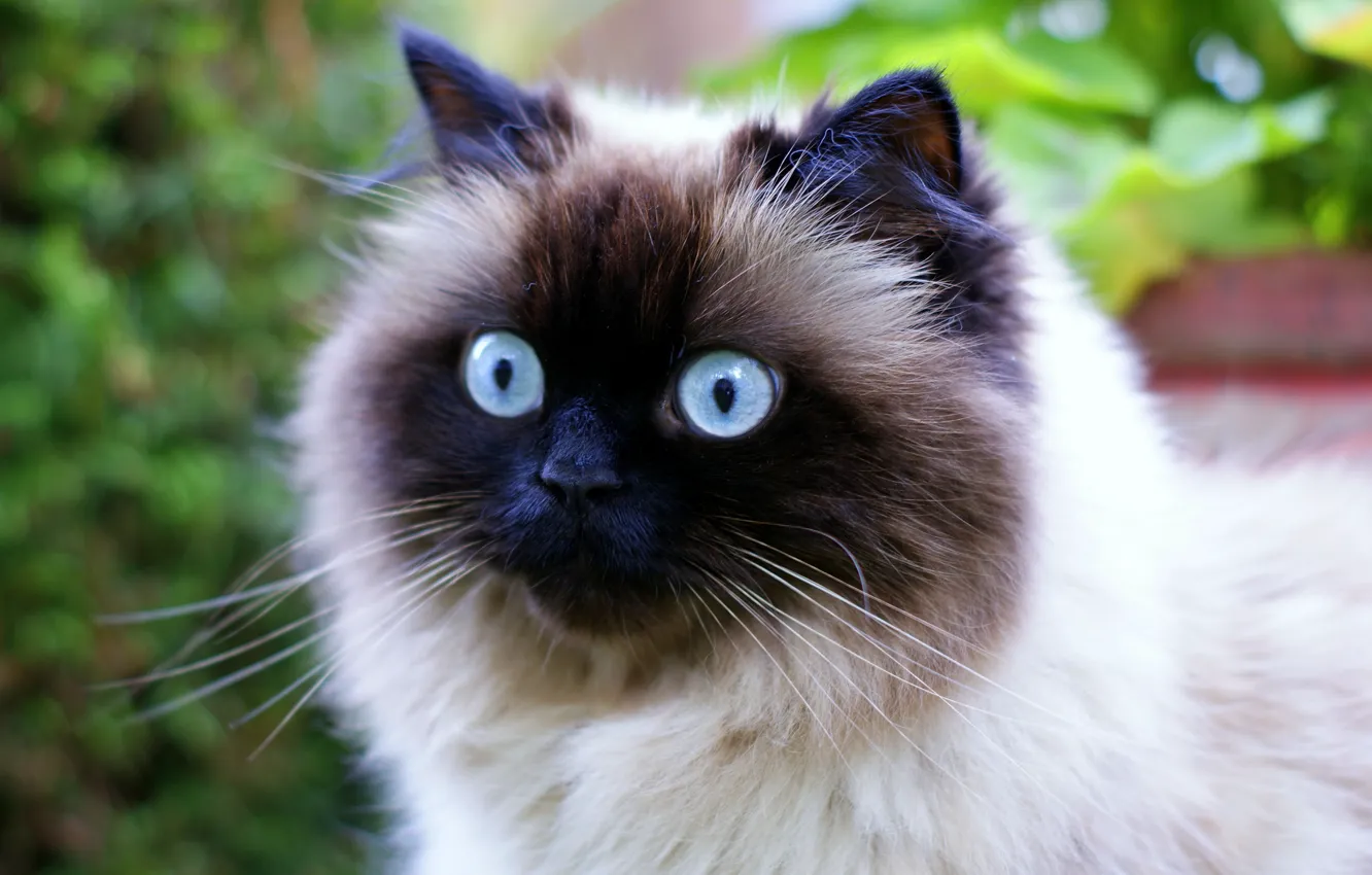 Photo wallpaper cat, face, blue eyes