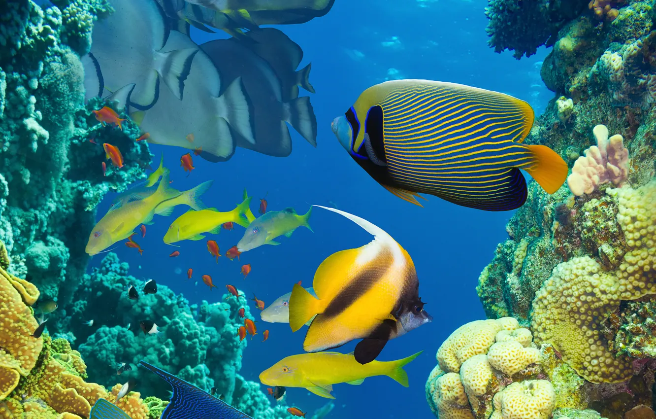 Photo wallpaper sea, the ocean, fish, under water, underwater, sea, ocean, fish, coral reef, coral reef