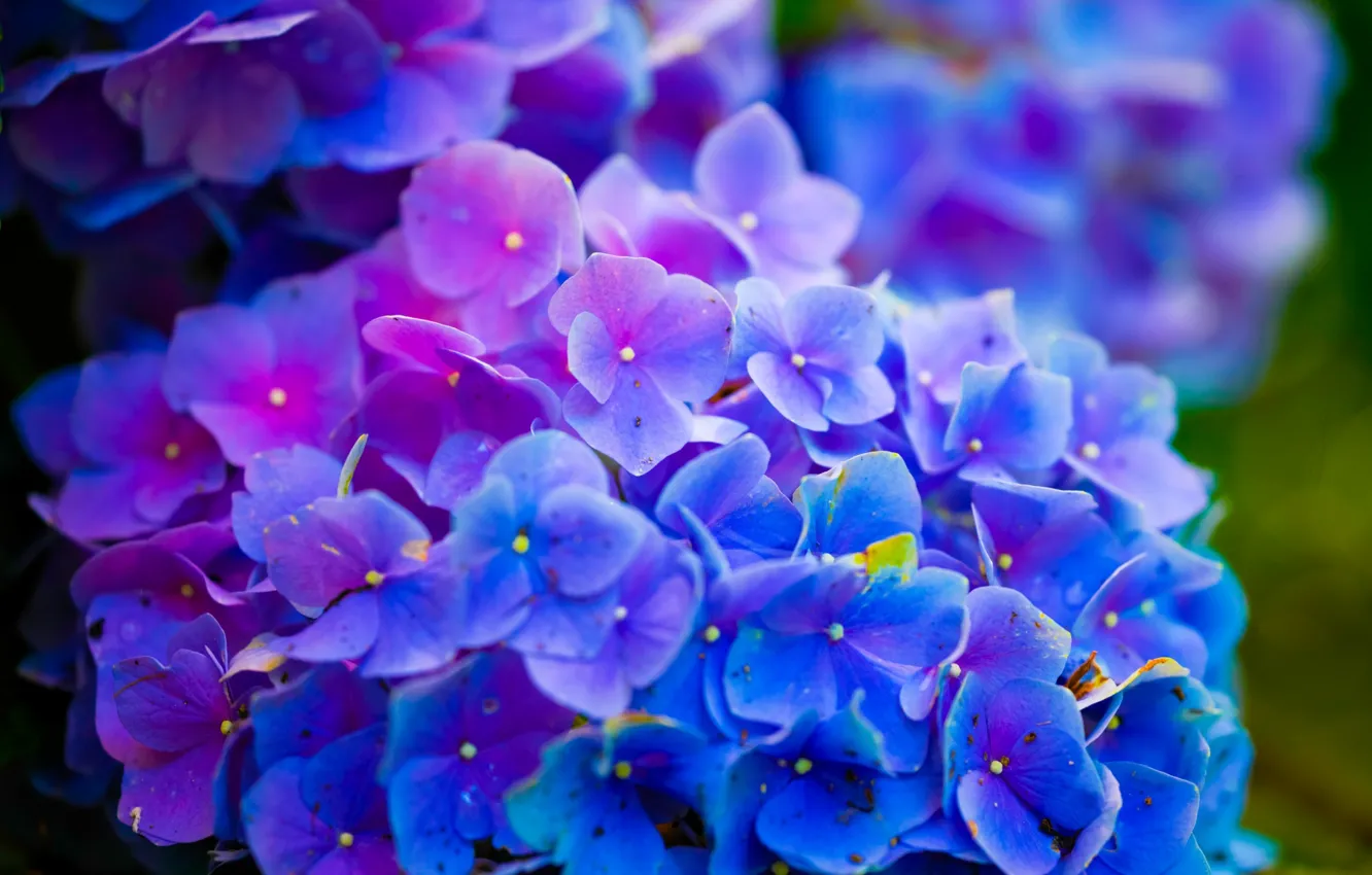 Wallpaper Nature, Earth, flowers, Environment images for desktop, section  природа - download