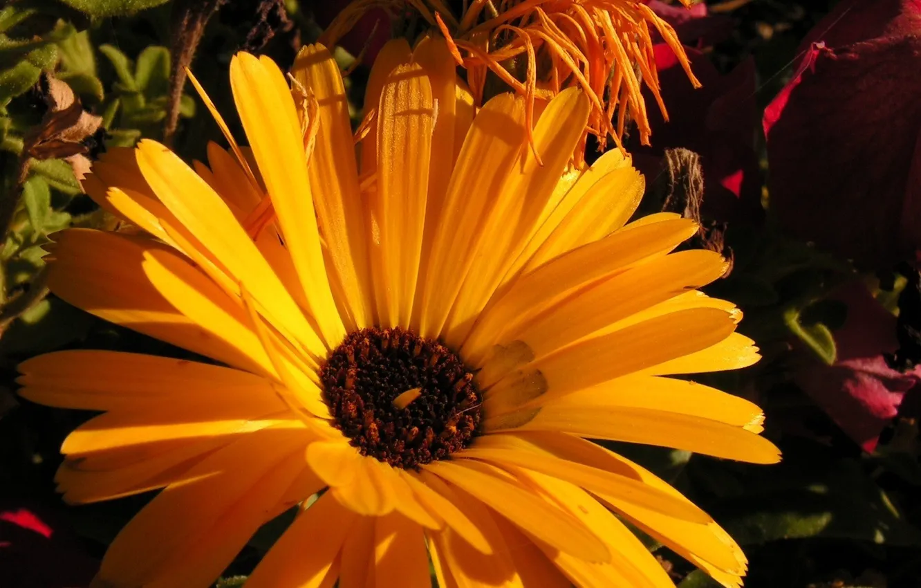 Photo wallpaper flower, yellow, nature