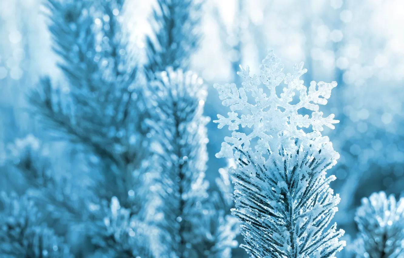 Photo wallpaper winter, macro, snow, needles, branches, nature, tree, pine, snowflake, bokeh