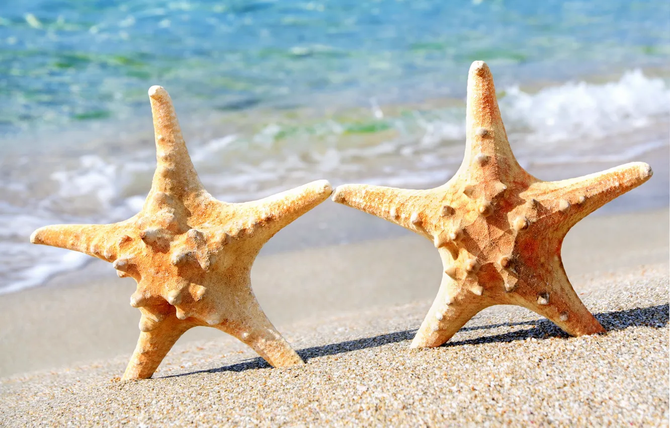 Photo wallpaper sand, sea, beach, starfish, summer, beach, sea, sand, starfish