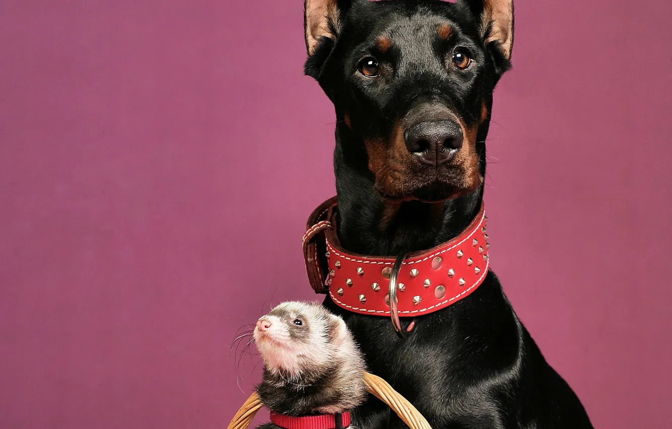 Wallpaper Dog, Doberman, ferret, red collar images for desktop, section  собаки - download