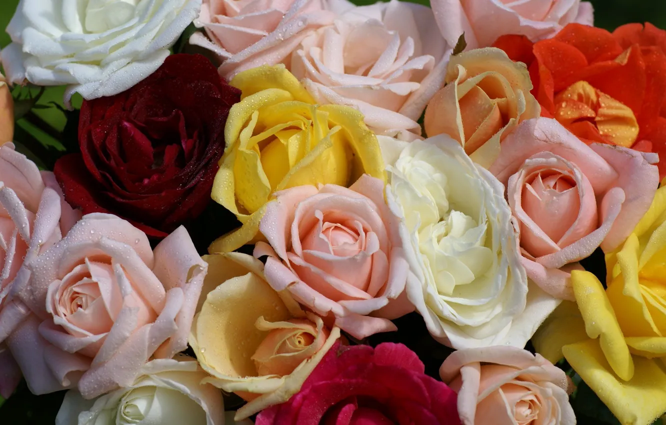 Photo wallpaper drops, Rosa, roses, yellow, pink, white, red, colorful, a lot, different, beautiful