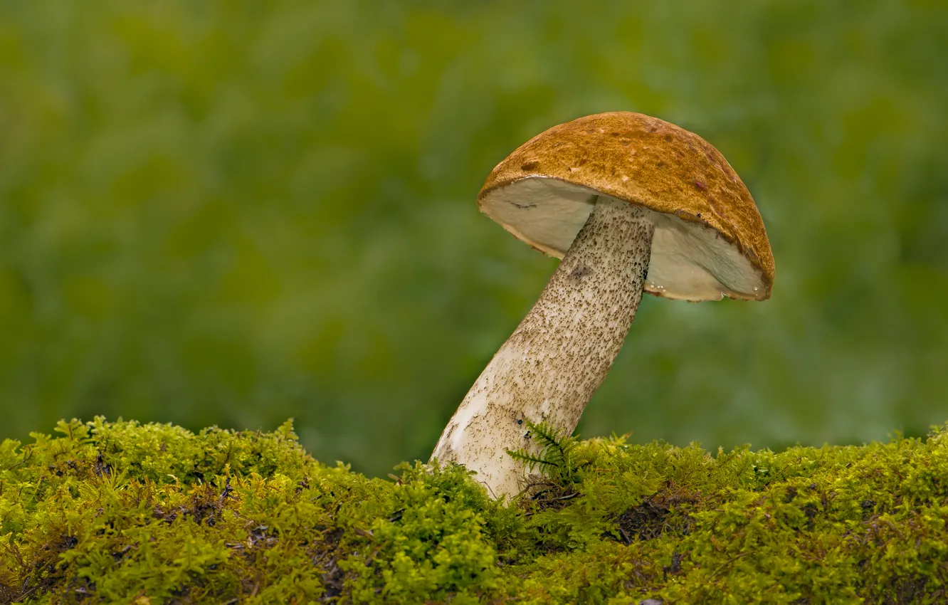Photo wallpaper macro, mushroom, moss, Boletus