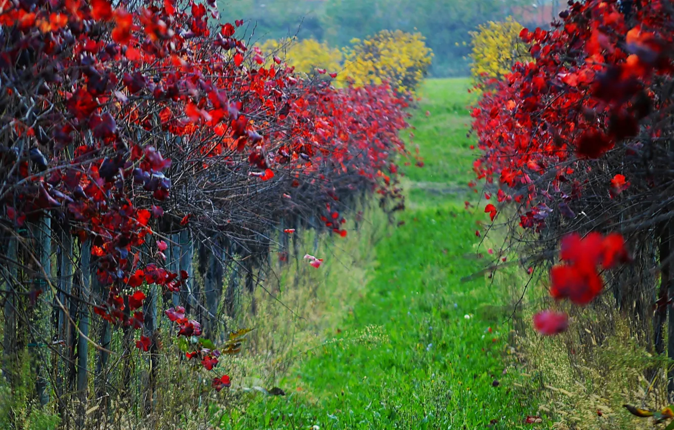 Photo wallpaper autumn, leaves, vineyard, the crimson