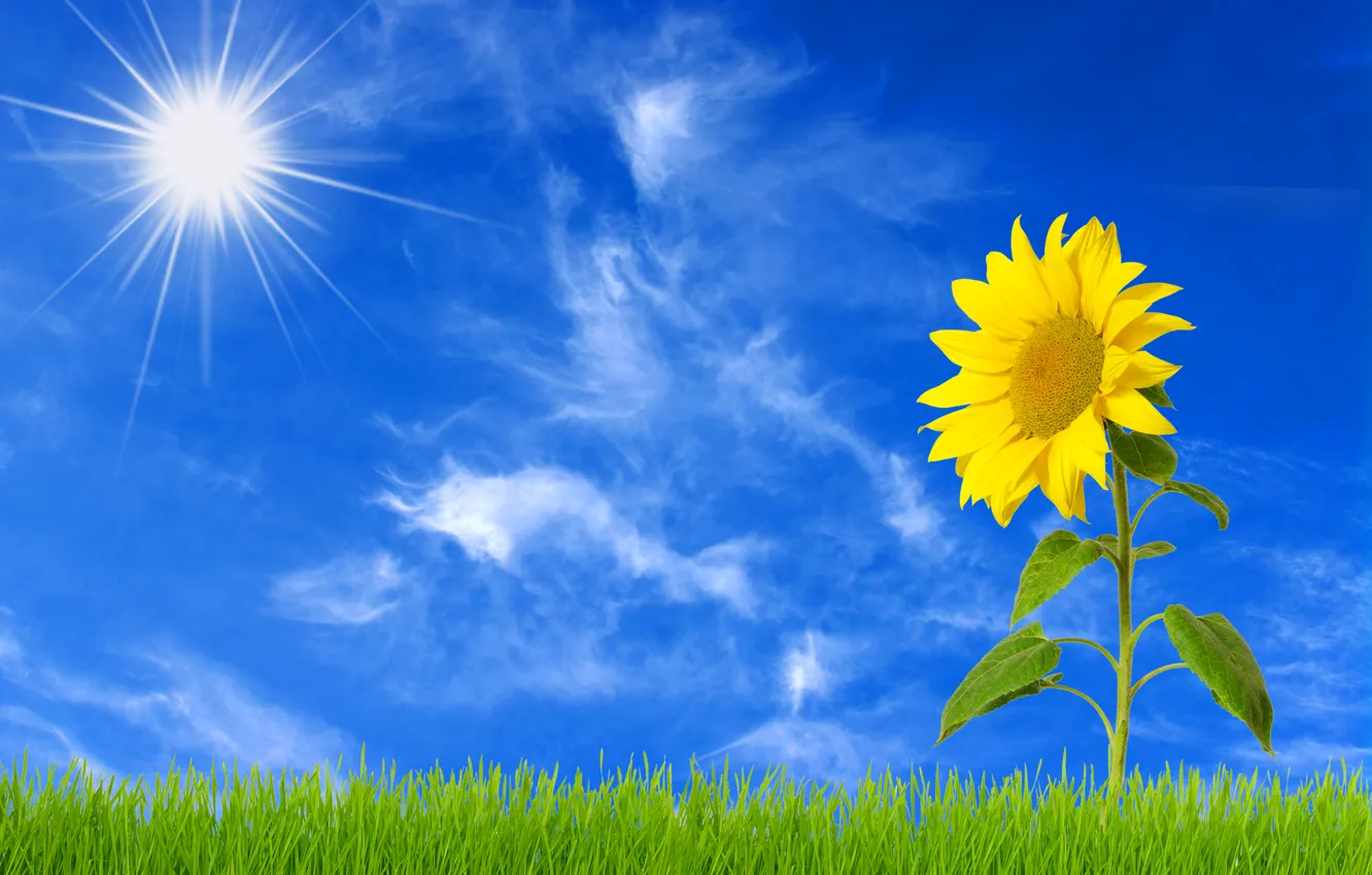 Wallpaper the sky, grass, the sun, sunflower images for desktop, section  рендеринг - download