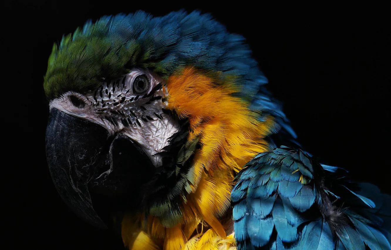 Wallpaper parrot, the beautiful, macaw images for desktop, section животные  - download