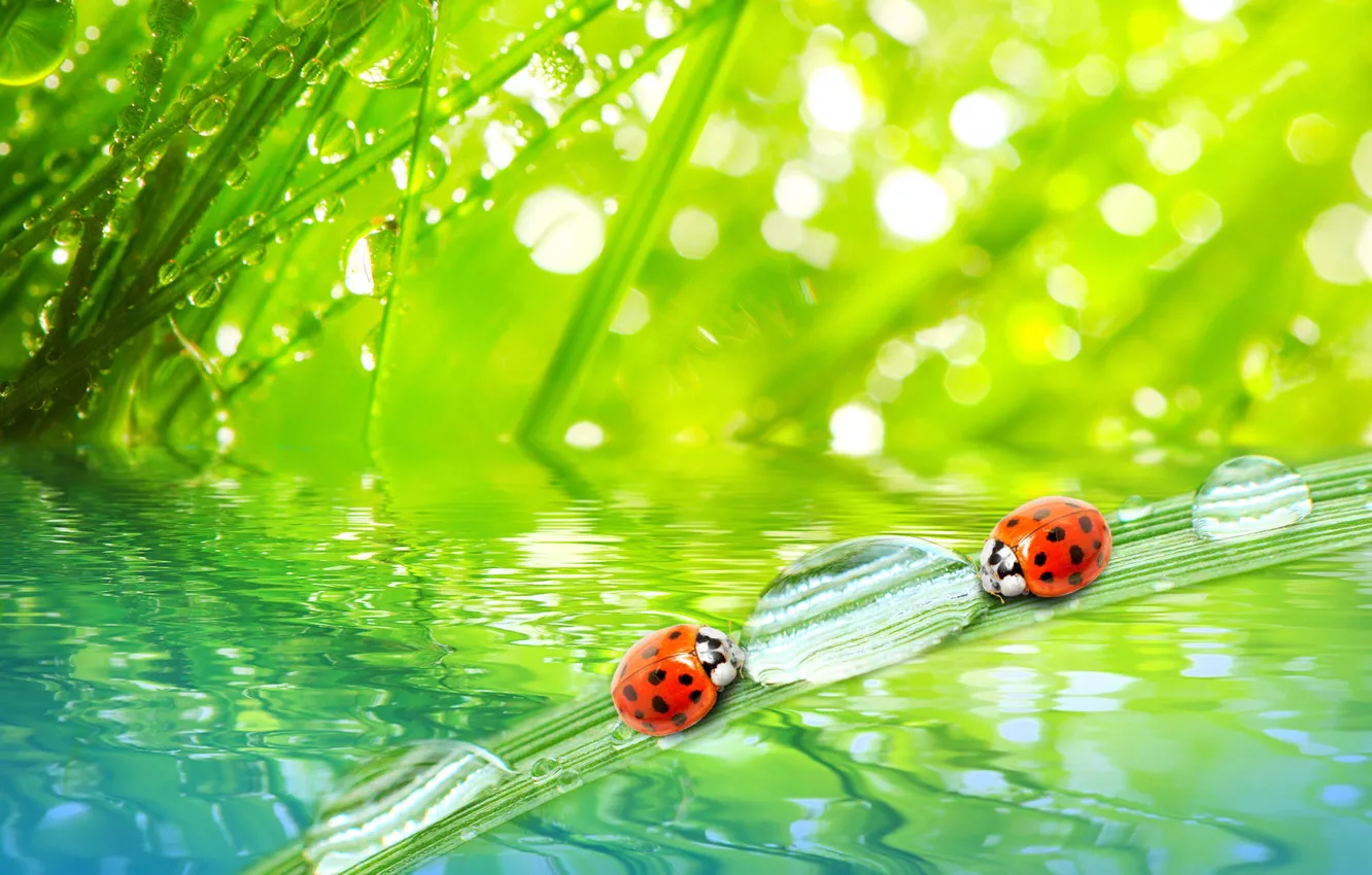 Photo wallpaper grass, water, drops, macro, nature, Rosa, morning, nature, water, ladybugs, macro, morning, the grass, ladybugs, …