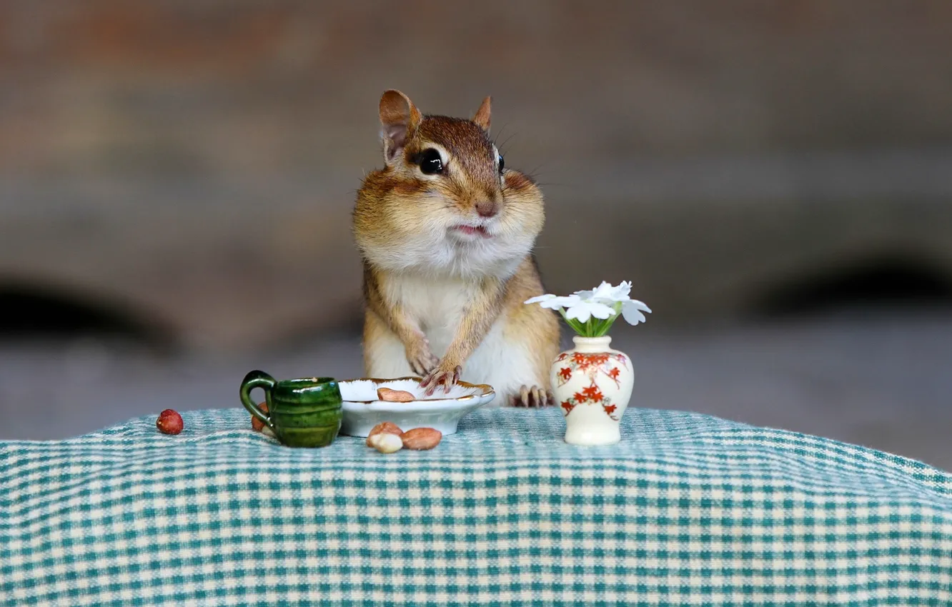 Wallpaper animal, Chipmunk, Breakfast, the situation images for ...