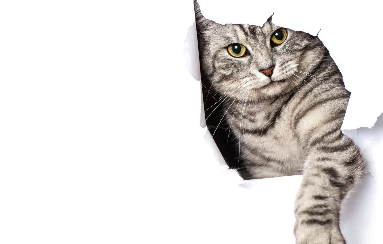 Wallpaper Cat Paper Grey Paw White Background Images For Desktop Section Koshki Download