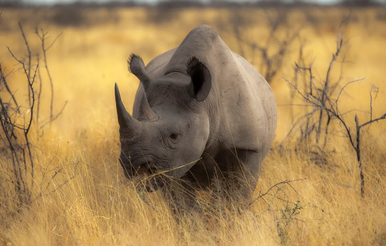 Wallpaper nature, background, Rhino images for desktop, section животные -  download