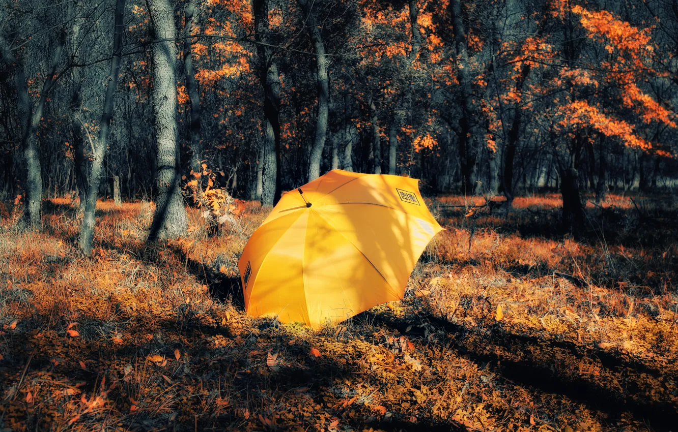 Wallpaper Treatment, Autumn, Forest, Umbrella, Fall, Autumn, Yellow, Umbrella  images for desktop, section природа - download