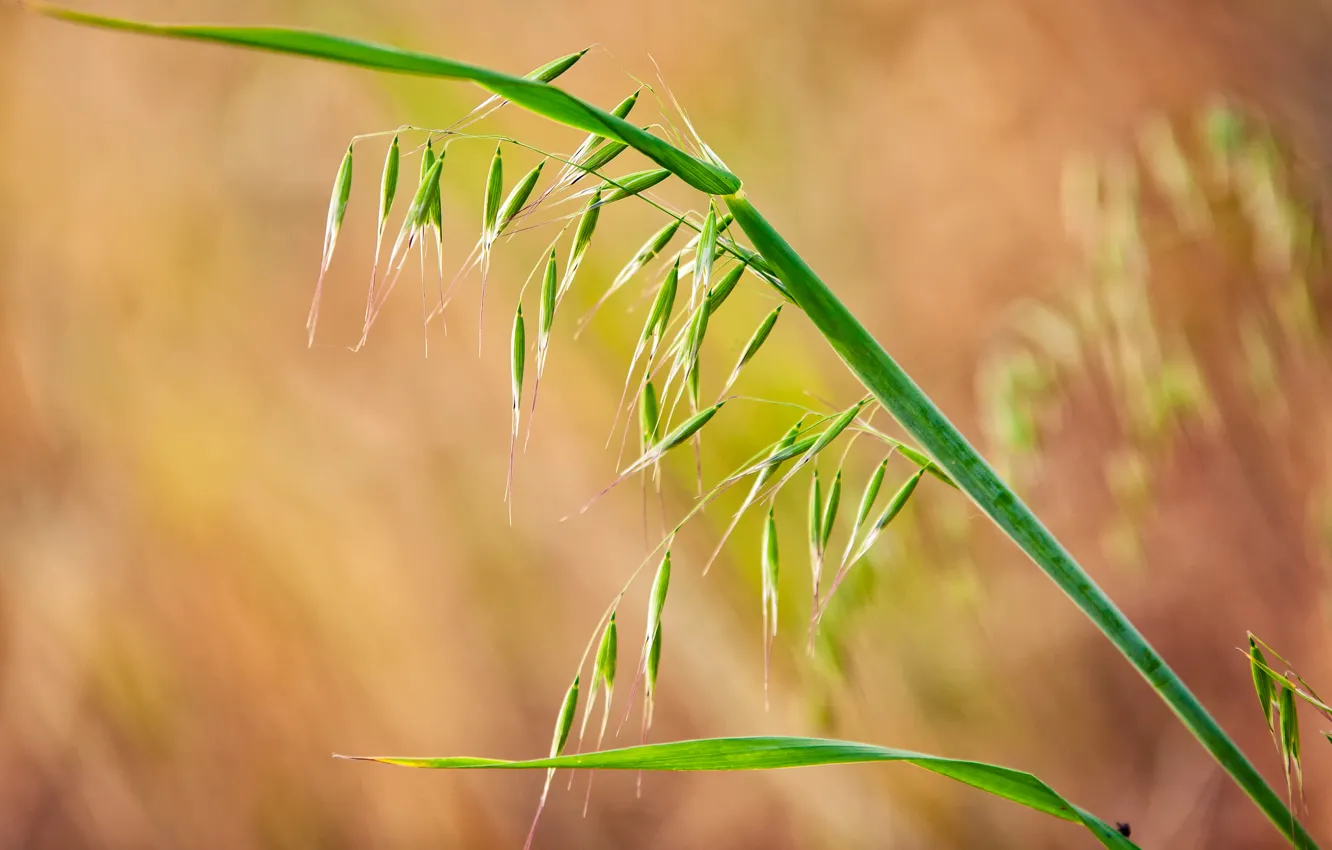 Photo wallpaper grass, leaves, plant, spikelets
