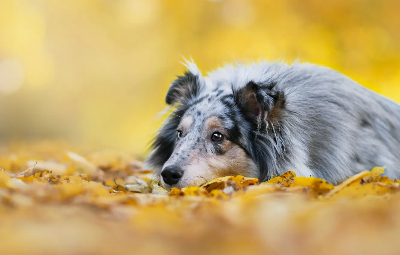 Photo wallpaper autumn, look, background, foliage, dog, puppy, lies, collie