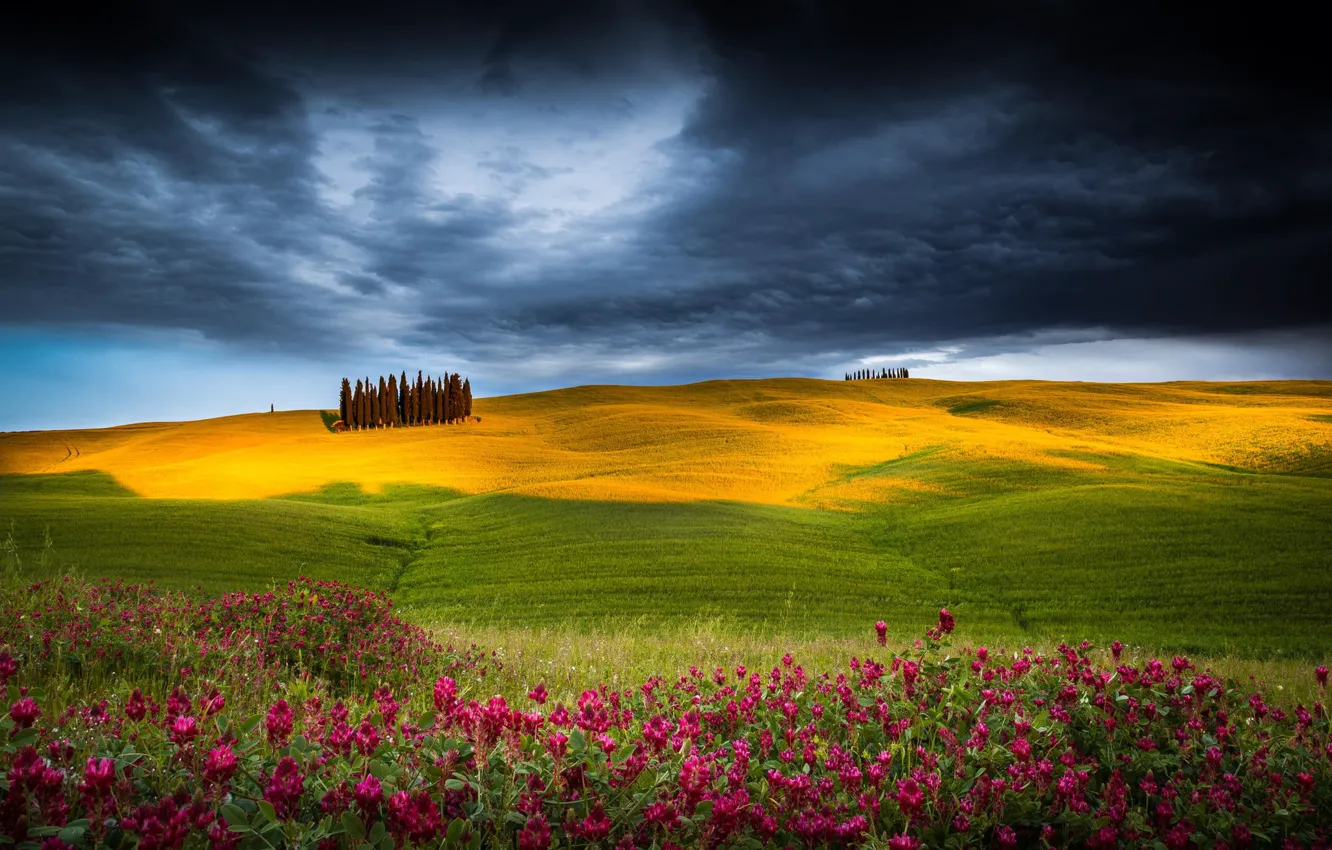 Photo wallpaper field, trees, flowers, nature