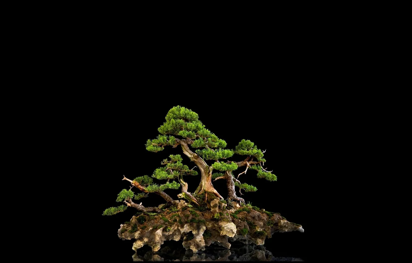 Wallpaper reflection, background, tree, black, bonsai, mini images for  desktop, section природа - download