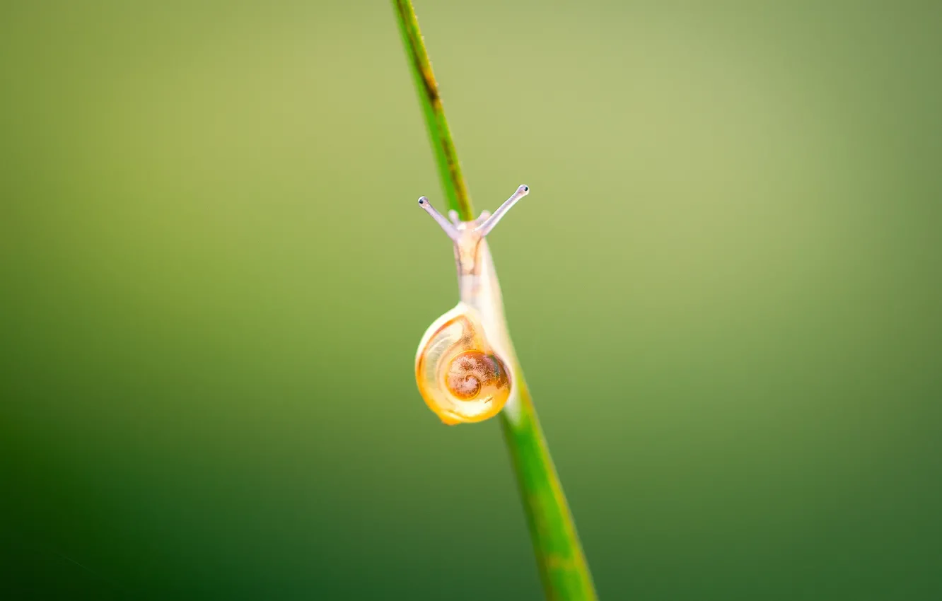 Photo wallpaper shell, snail, stalk