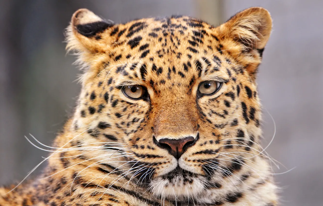 Wallpaper Leopard, Panther, bars, big cat, Panthera pardus images for  desktop, section кошки - download
