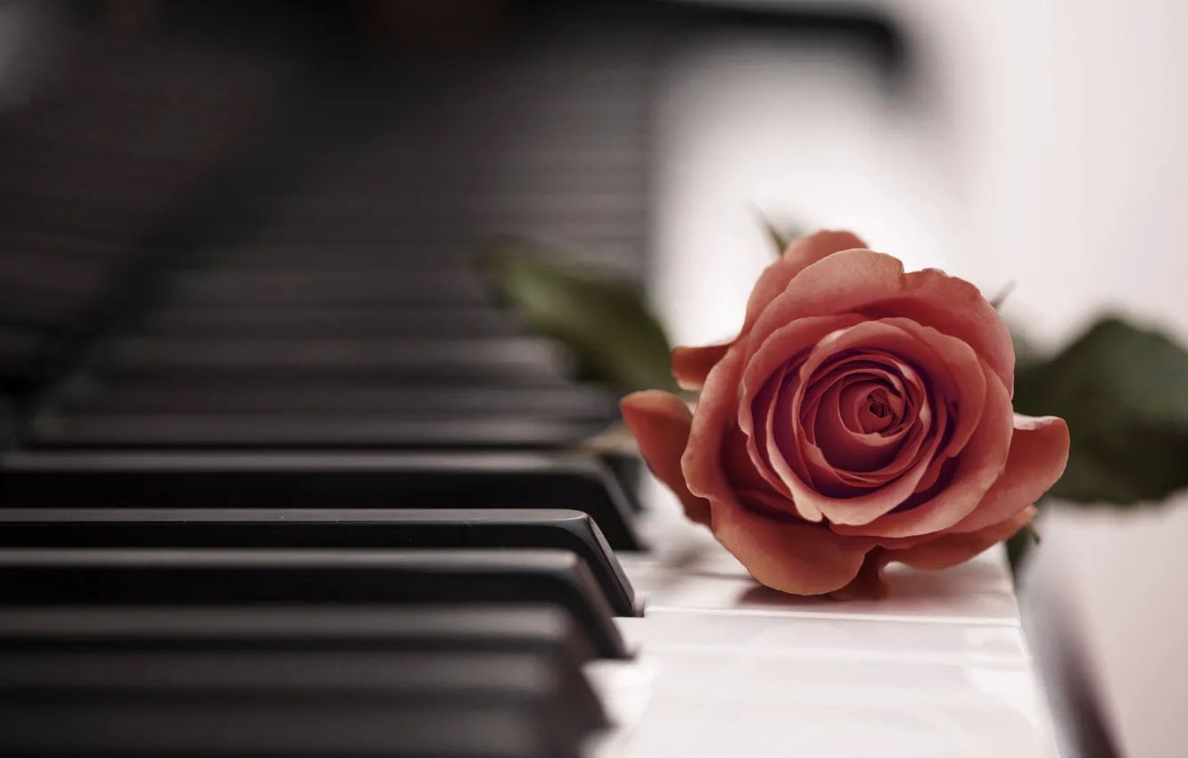 Wallpaper music, rose, piano images for desktop, section музыка - download