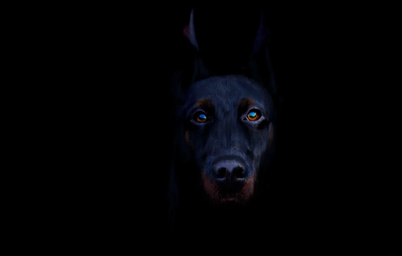 Wallpaper black, Doberman, brown eyes, threatening look images for desktop,  section собаки - download