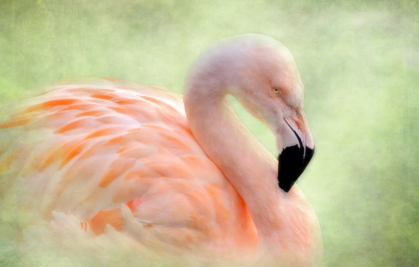 Wallpaper bird, texture, Flamingo images for desktop, section животные -  download
