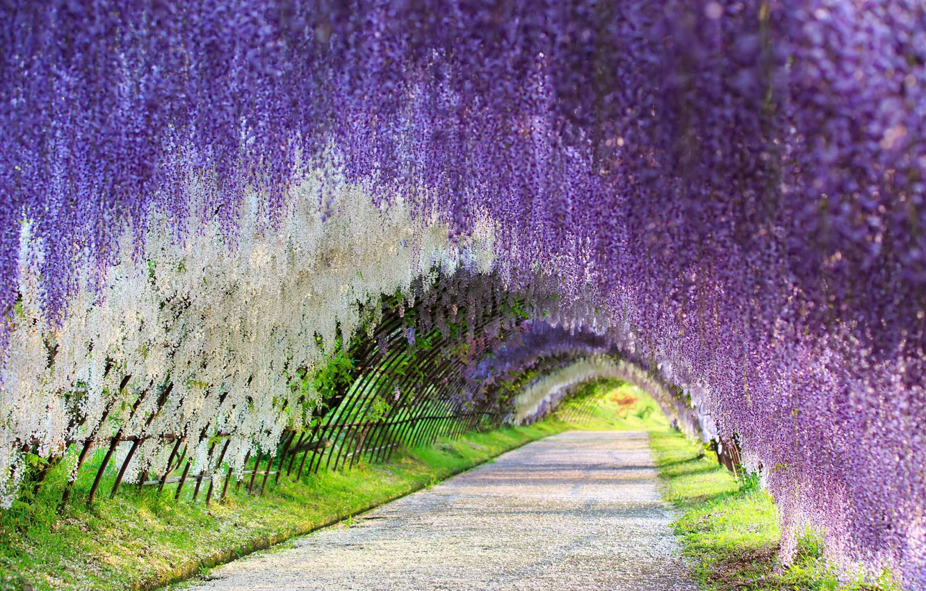 wallpaper japan, wisteria, wisteria, flower tunnel, flower tunnel