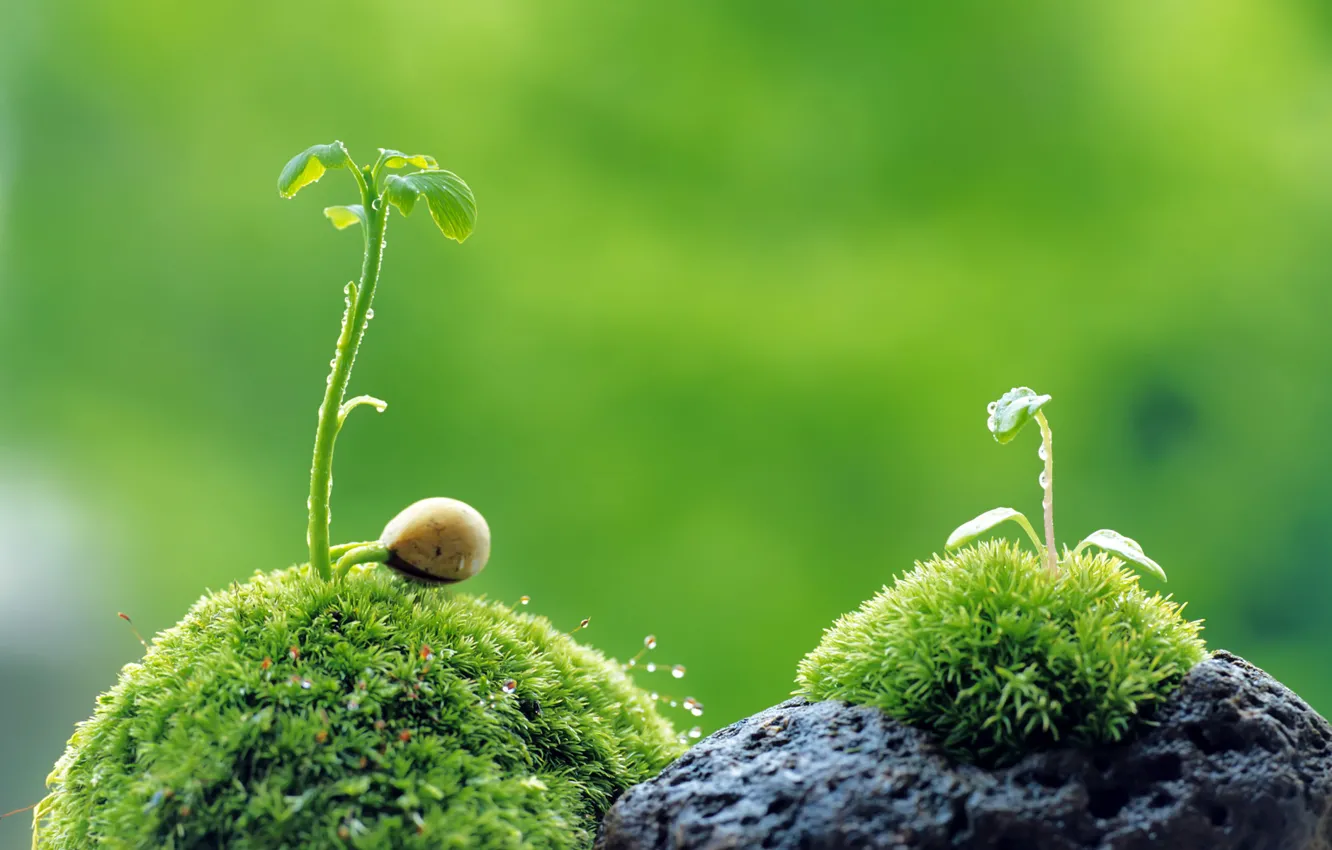 Photo wallpaper green, rock, grass, nature, leaves, macro, plant, Sprout