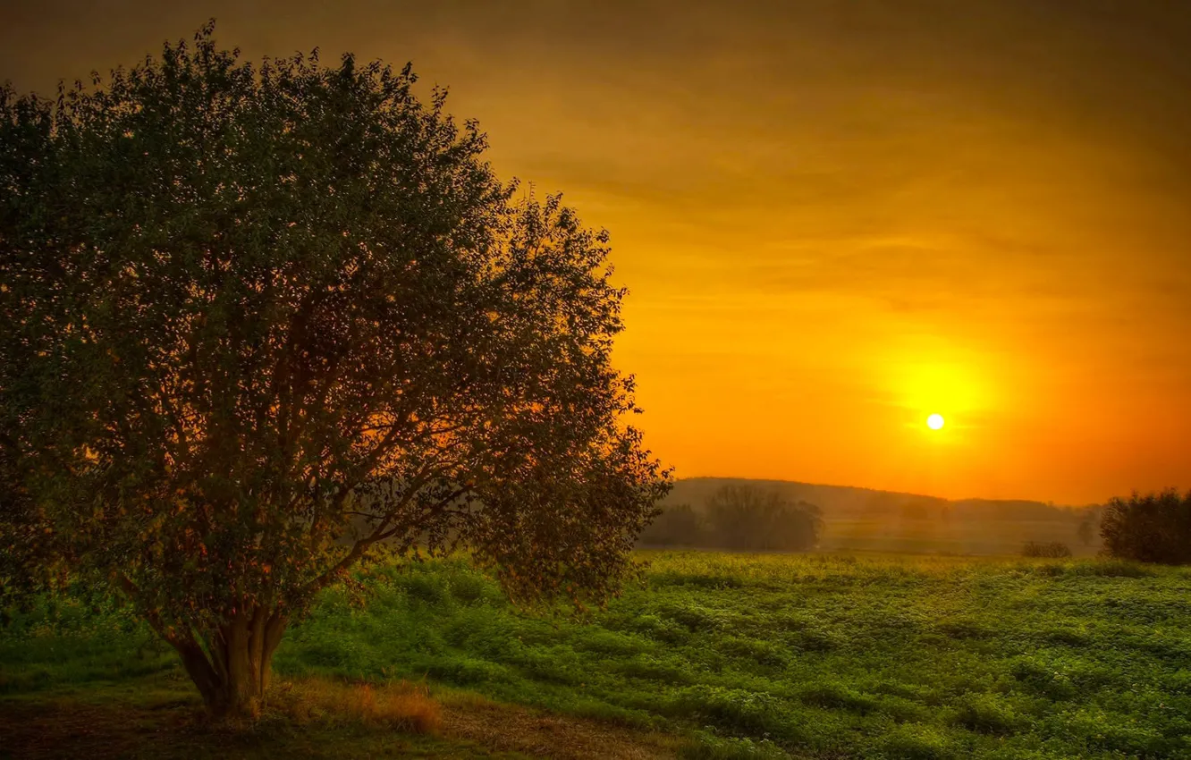 Photo wallpaper field, the sky, the sun, sunset, tree, beauty