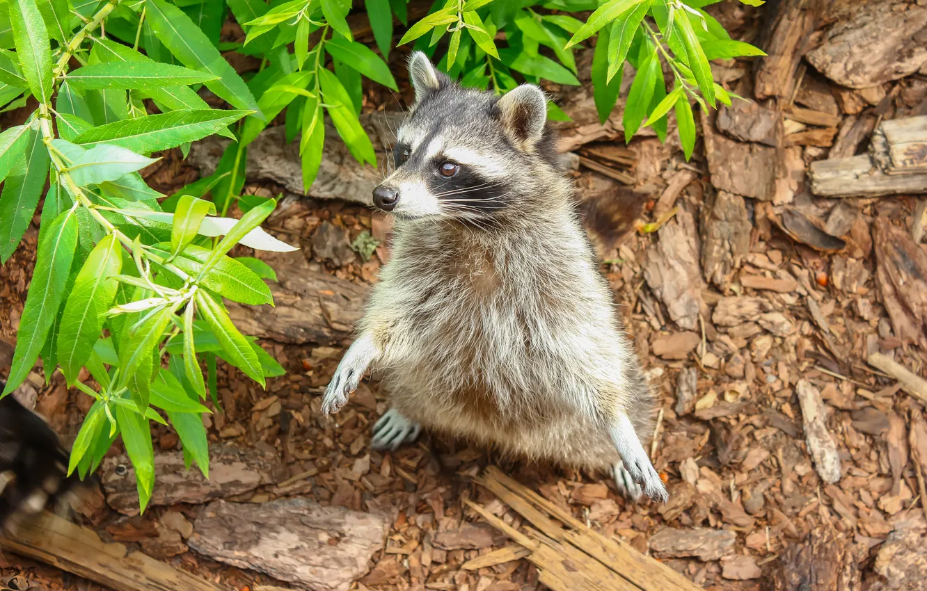 Wallpaper animal, foliage, legs, wool, raccoon, friendly, mooch images for  desktop, section животные - download