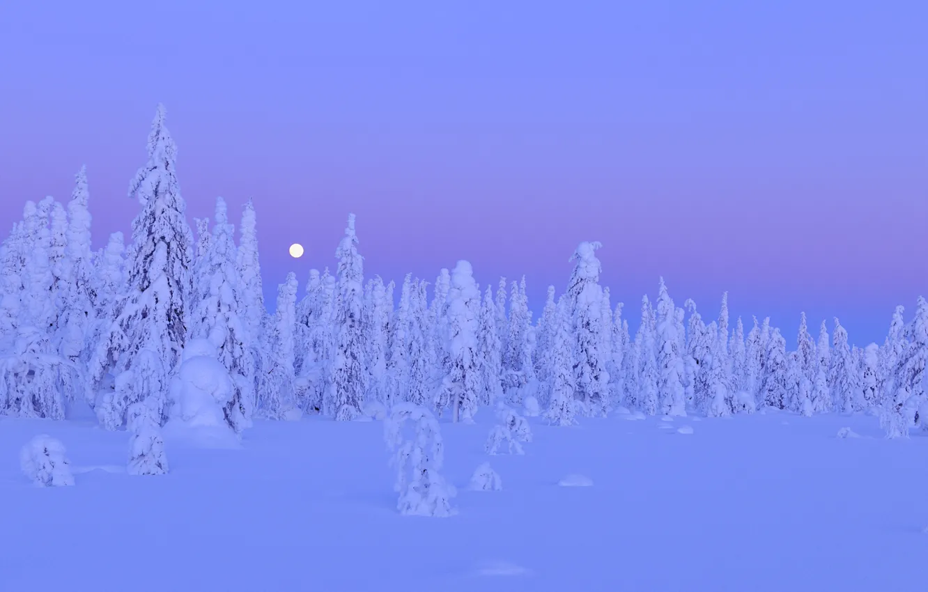 Photo wallpaper winter, forest, snow, trees, night, the moon, moon, forest, trees, night, Snow, winter, Finland, Finland, …