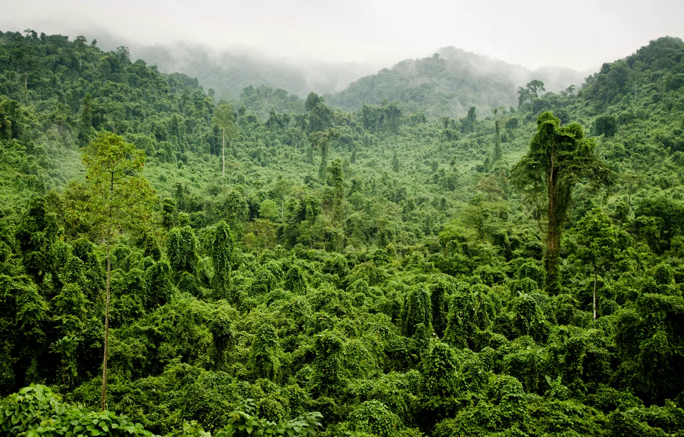 Wallpaper greens, forest, trees, fog, tropics, jungle, Jungle images for  desktop, section пейзажи - download