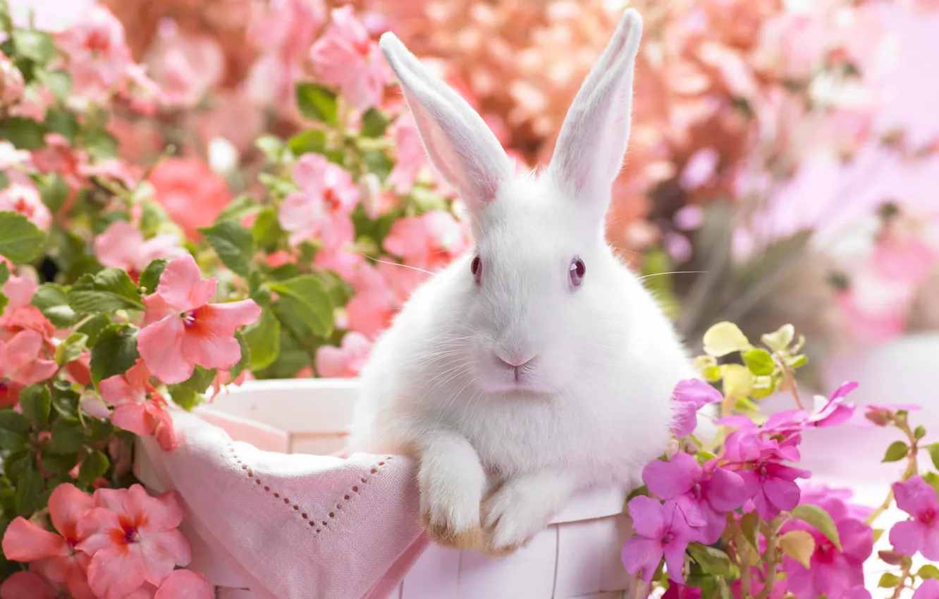 Photo wallpaper basket, Rabbit, the character in 2011
