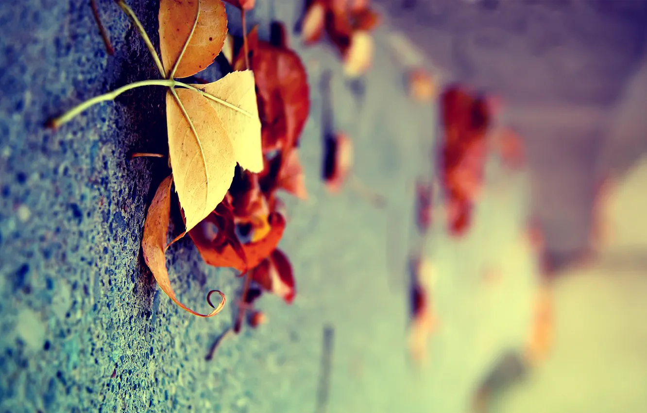 Wallpaper autumn, leaves, macro, surface, yellow, dry, vertically images  for desktop, section макро - download
