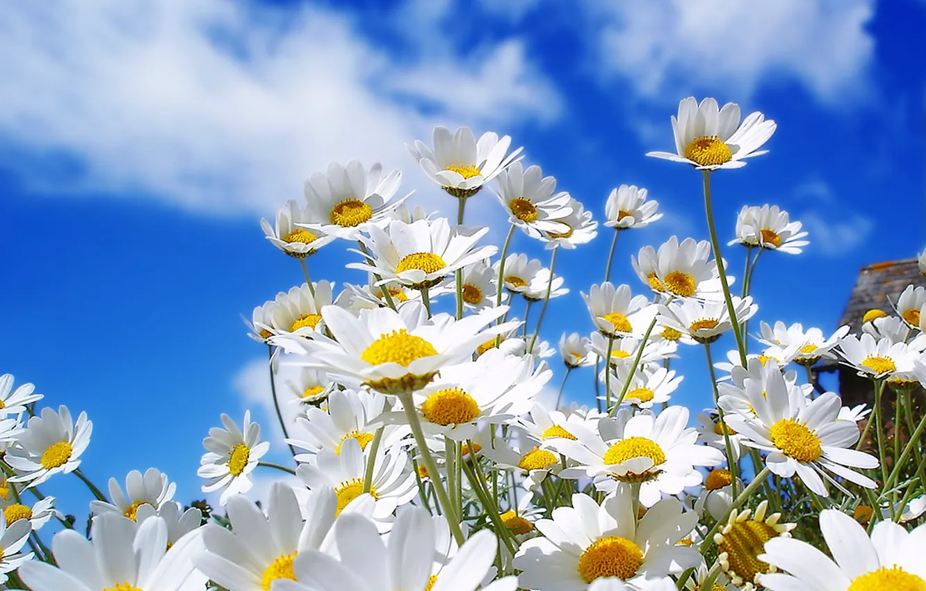 Photo wallpaper the sky, flowers, chamomile