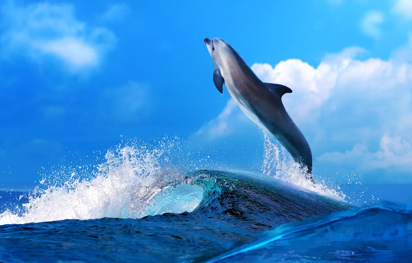 Wallpaper sea, wave, clouds, Dolphin images for desktop, section животные -  download