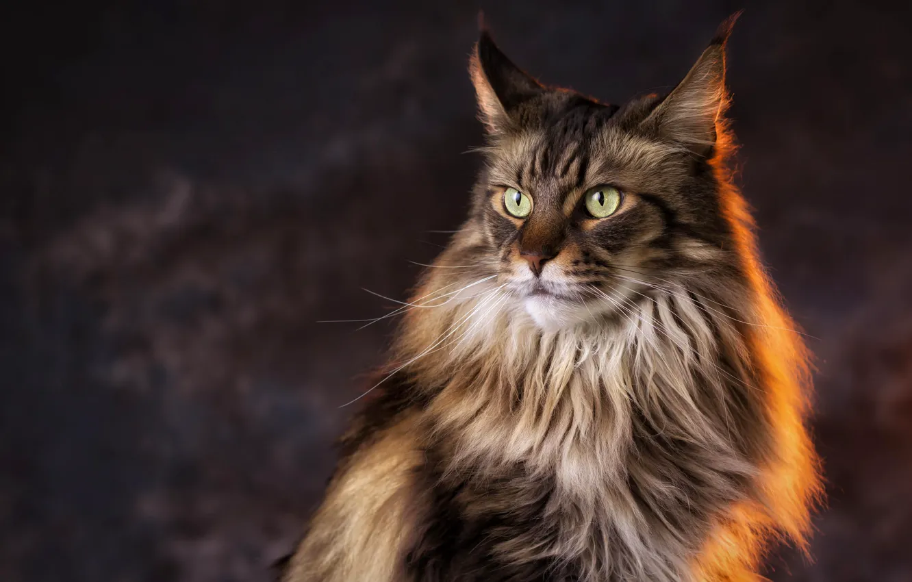 Wallpaper cat, look, light, background, Cat, Maine Coon images for