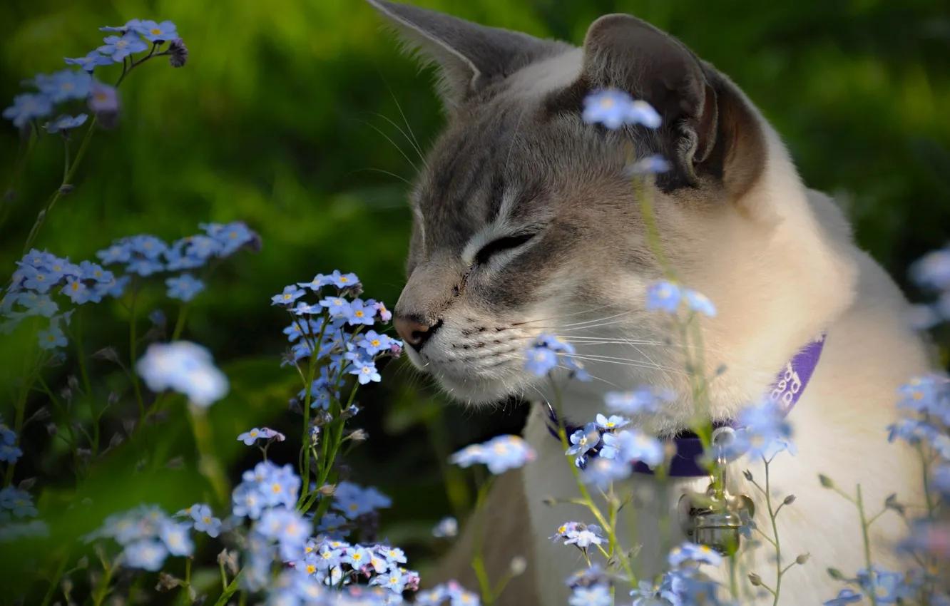Photo wallpaper flowers, forget-me-nots, The Tonkinese, Tonkinese