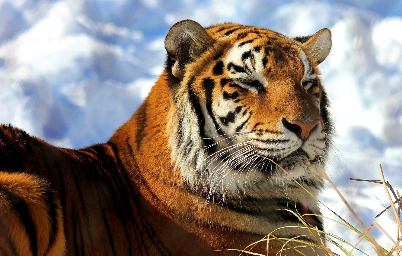Wallpaper face, snow, tiger, lies, happy, Amur, heated images for desktop,  section кошки - download