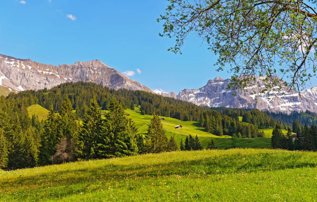 Photo wallpaper forest, trees, mountains, nature, Switzerland, meadow, Switzerland