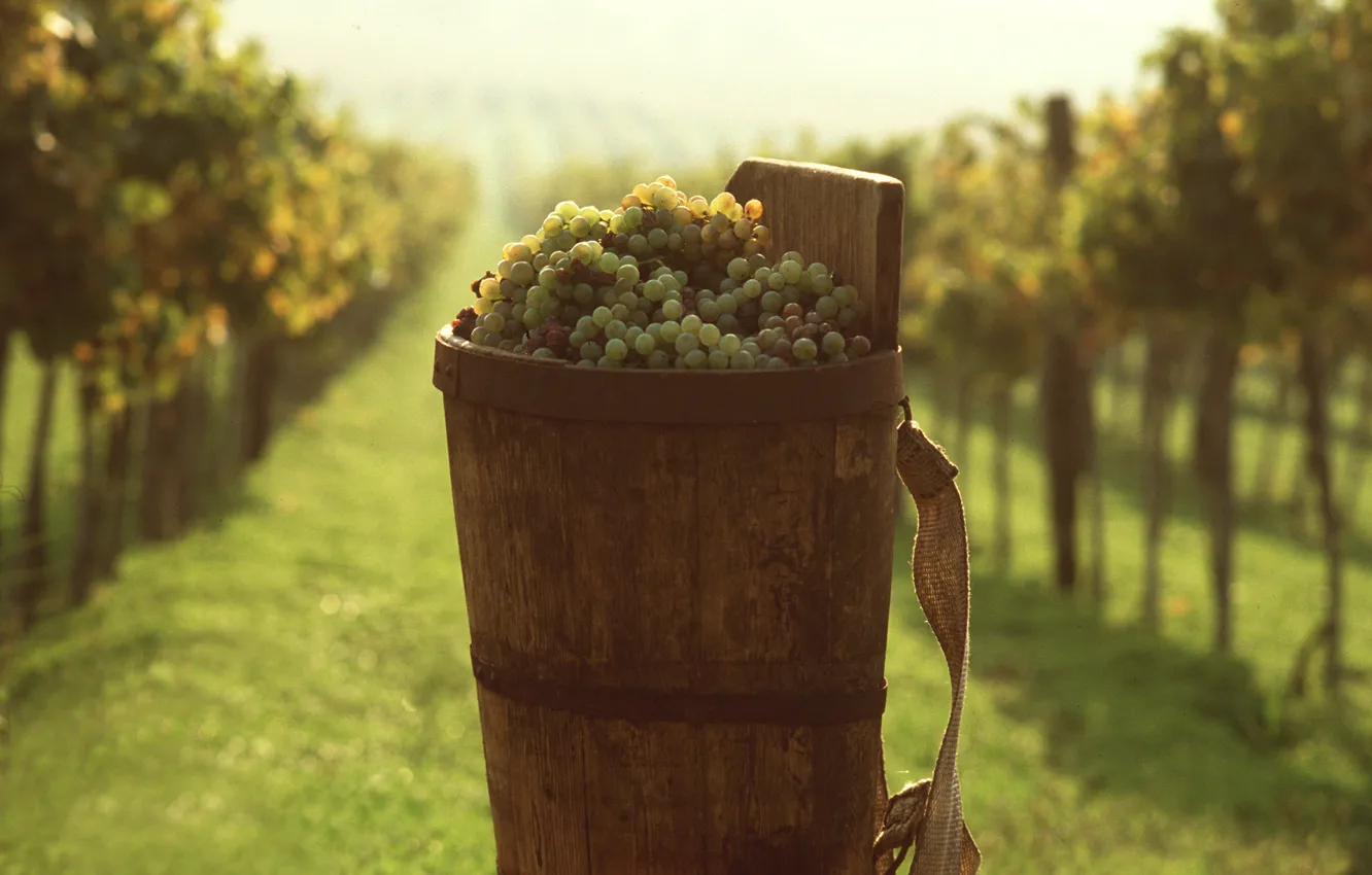 Photo wallpaper grapes, bucket, vineyard, Food