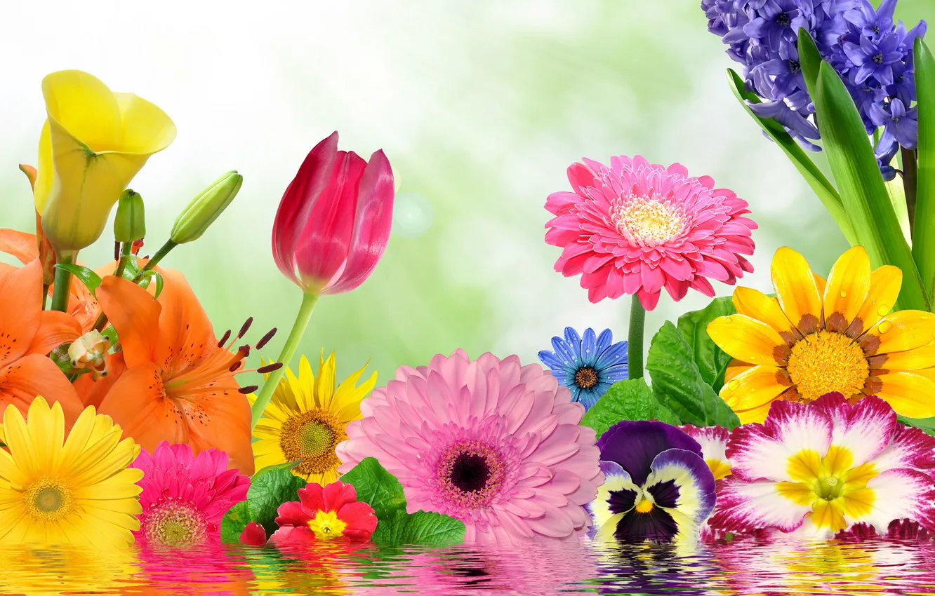 Photo wallpaper flowers, colorful, flowering, water, blossom, flowers, spring, reflection