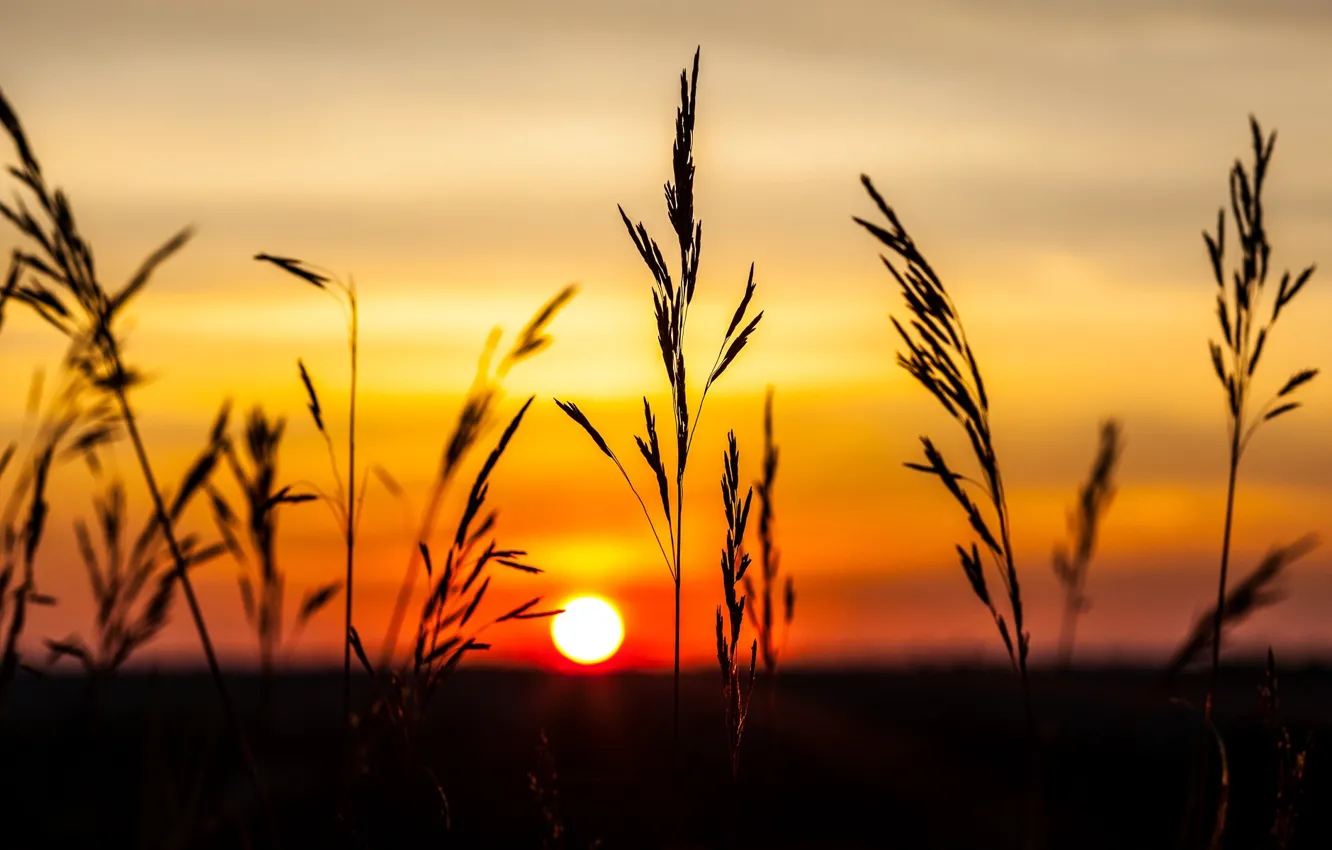 Wallpaper the sky, sunset, nature, background, widescreen, Wallpaper,  plant, the evening, spikelets, wallpaper, ears, widescreen, background,  full screen, HD wallpapers, widescreen images for desktop, section природа  - download