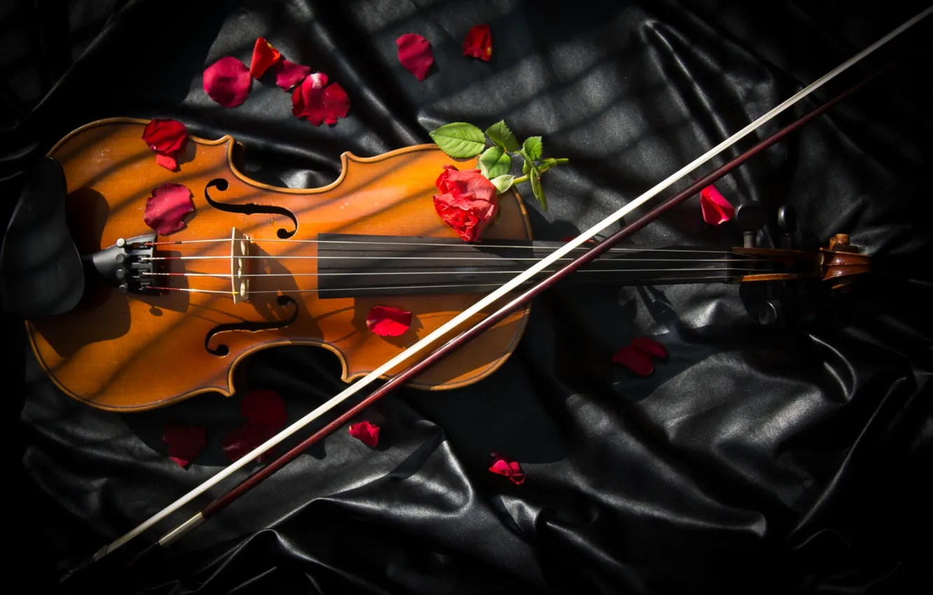 Wallpaper violin, roses, bow images for desktop, section музыка - download