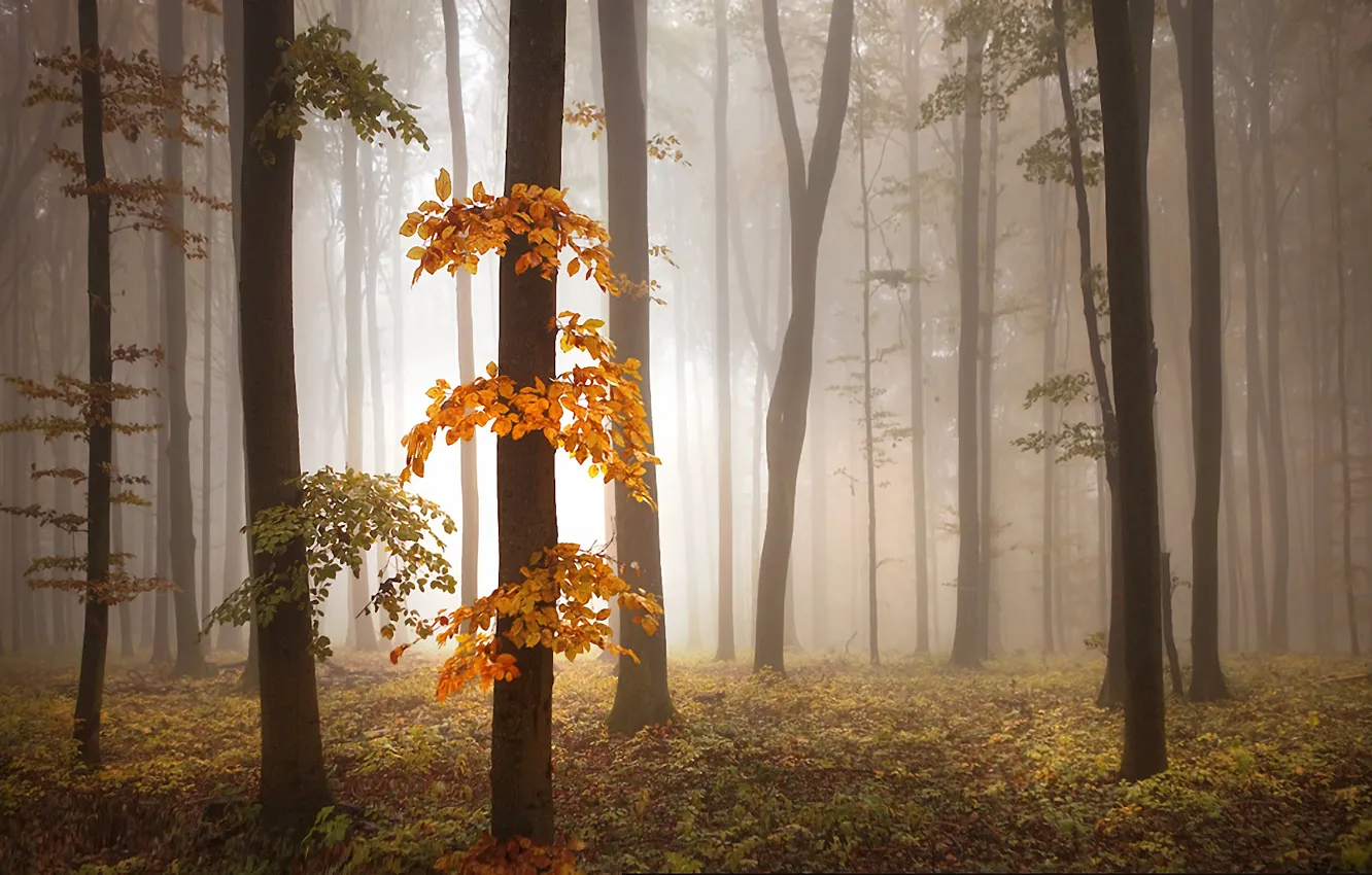 Photo wallpaper autumn, trees, fog