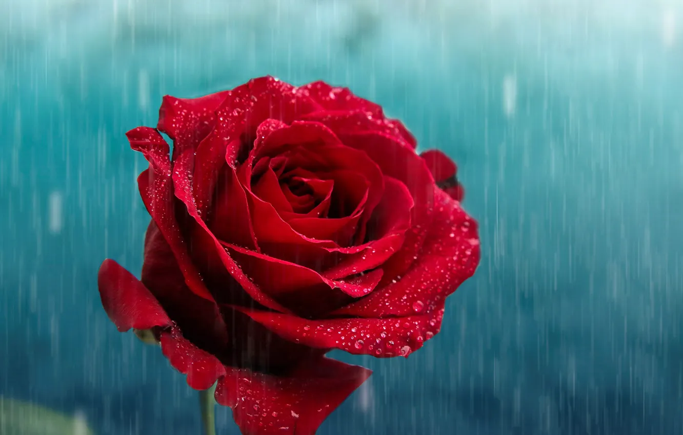 Wallpaper red, rose, flowers images for desktop, section цветы - download