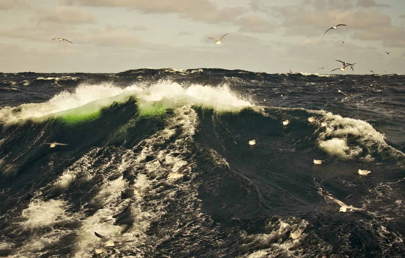Photo wallpaper sea, wave, the sky, squirt, birds, storm, seagulls, Barents