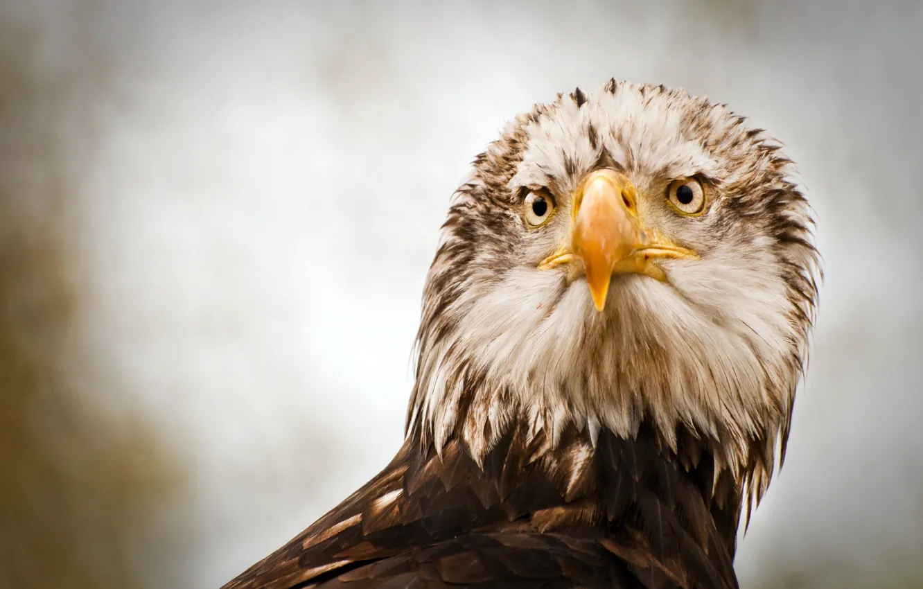 Photo wallpaper bird, eagle, predator, feathers, beak, eagle, eagle