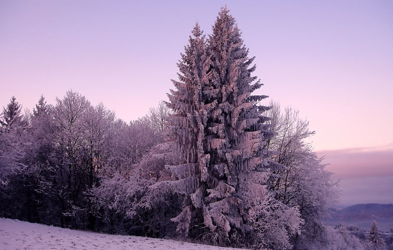 Photo wallpaper cold, winter, the sky, snow, trees, nature, tree, hills, spruce, ate, frost